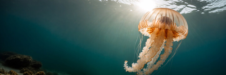 Jellyfish swimming in the sea, panorama