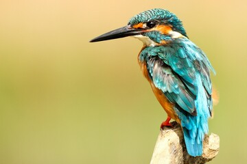 Kingfisher perched on branch 
