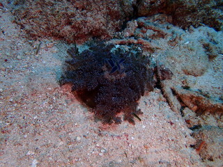 Fototapeta na wymiar jelly fish 