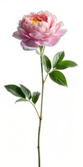 Fototapeta premium Beautiful pink flower with stem and leaf isolated on white background