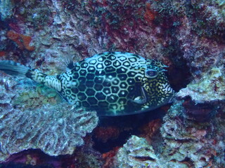 colorful fish in the reef 