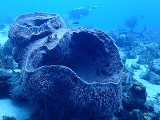 coral reef 