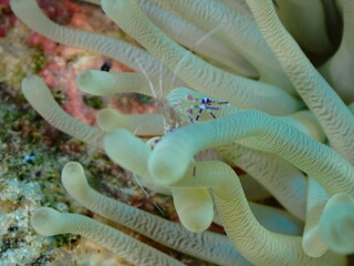 colorful underwater shrimp 