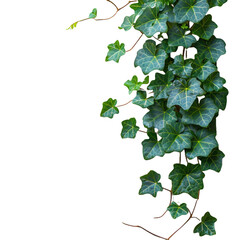 Bush grape or three-leaved wild vine cayratia (Cayratia trifolia) liana ivy plant bush, nature frame jungle border isolated on white background, clipping path included