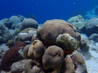 coral reef in the ocean 