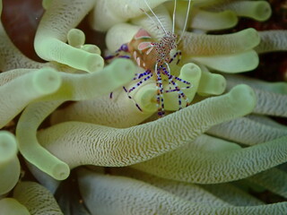 colorful underwater shrimp 