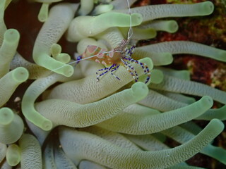 colorful underwater shrimp 