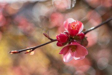 Japanese quince flowers blooming in the garden. Shallow depth of field. - 759015492