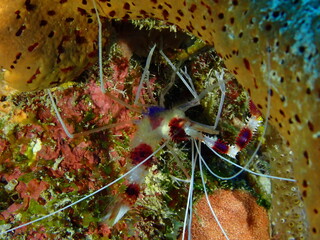 colorful underwater shrimp