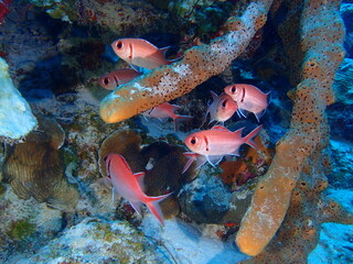 colorful fish in the reef 