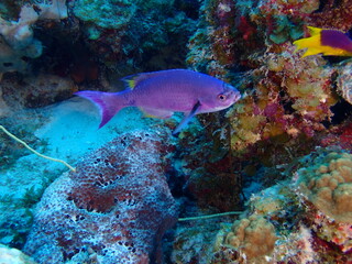 Fototapeta na wymiar colorful fish in the reef 