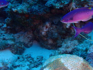 Fototapeta na wymiar colorful fish in the reef 