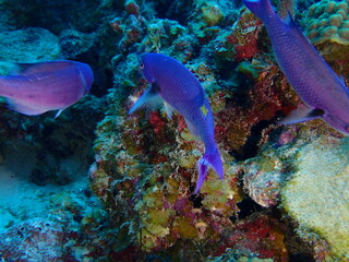 colorful underwater shrimp 