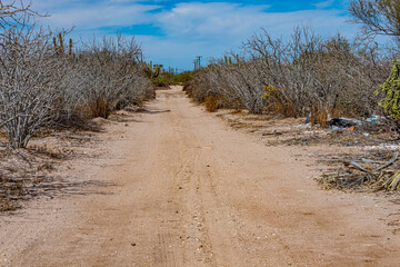 Shrubland and steppe landscape with coastal rural dirt road between thickets, against blue sky in...