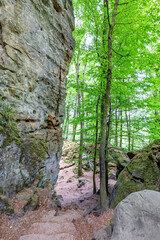 Tall green leafed trees on slope of hill next to huge wall of rock formation eroded by passage of time, abundant foliage in background, sunny day in Teufelsschlucht nature reserve, Irrel, Germany