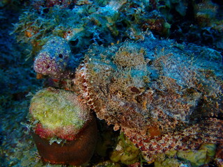 scorpion fish 