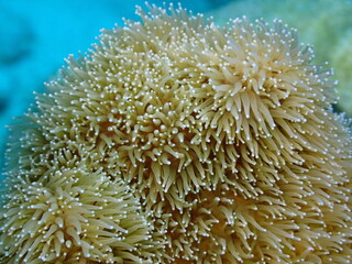 scuba diving in the reef 