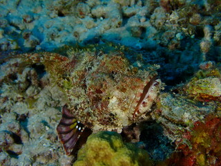 Fototapeta na wymiar scorpion fish 