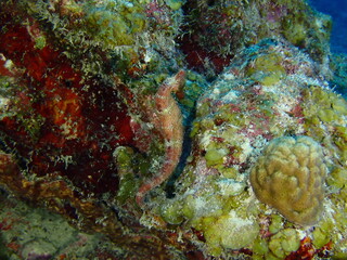 red sea horse