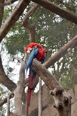 Red and Green Macaw in jungle park at Tenerife, Canary Islands, Spain.