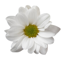 White chrysanthemum 