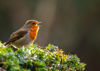 Robin Red Breast (Erithacus rubecula) - Europe, western Asia & North Africa