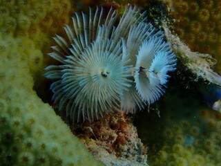 christmas tree worm