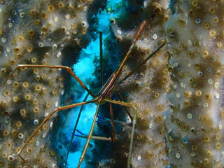 coral reef in the ocean 