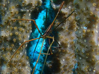 coral reef in the ocean 