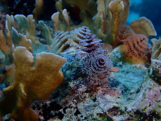 christmas tree worm