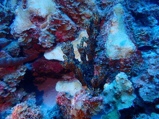 scuiba diving in the coral reef 