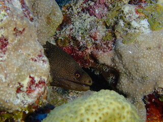 moray eel 