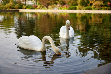 white swans in the pond of the city park