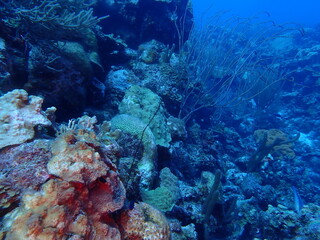 Fototapeta na wymiar scuba diving photos in the reef 