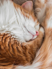 Close-up of a cute red cat sleeping. A pet cat