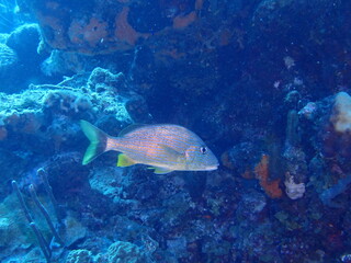 Fototapeta na wymiar very nice fish in the reef 