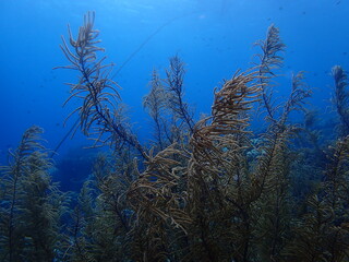 Fototapeta na wymiar scuba diving coral reef 