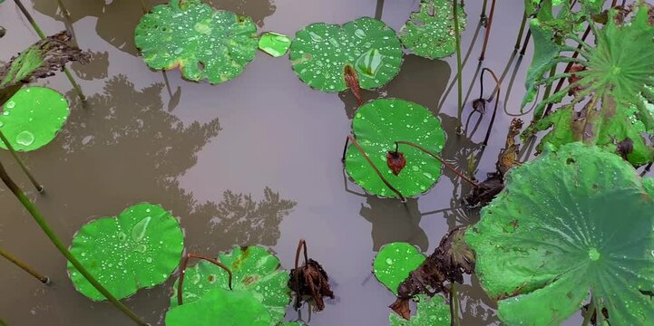plants that grow wild in freshwater ponds that are no longer maintained
