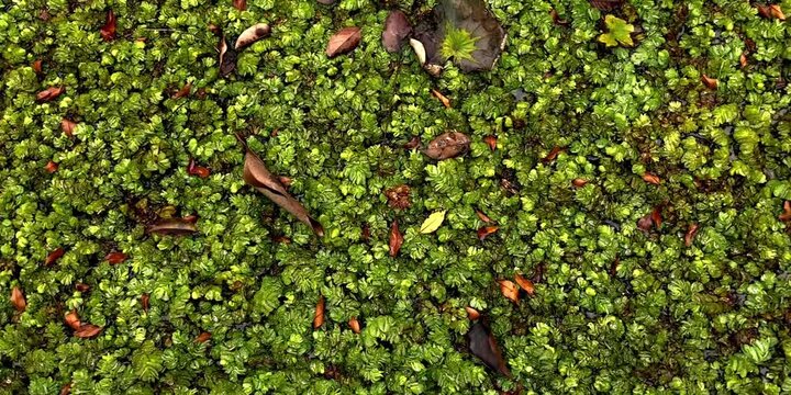 plants that grow wild in freshwater ponds that are no longer maintained