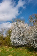 Aufblühende Natur Felder Wolken blühende Bäume