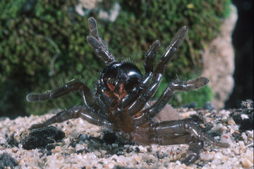 Female of trapdoor spider (Cteniza sauvagesi) in habitat, front view Ragno botola, Amblyocarenum nuragicus. Alghero. Sardegna. it.