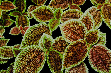 A close-up photo of coleus leaves featuring a striking pattern, texture, and depth of field. The...