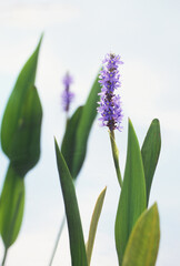 Close-up of two flower spikes and large lance-shaped leaves of the aquatic pickerelweed, Pontederia cordata. Isolated on a white background.