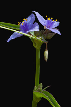 A macro image of the beautiful blue-purple flowers of Common Spiderwort, Transdescantia spp., isolated on a black background.