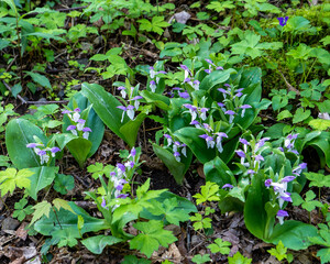 A colony of beautiful Showy Orchids, Galearis spectabilis, with large fleshy leaves and hooded flowers.