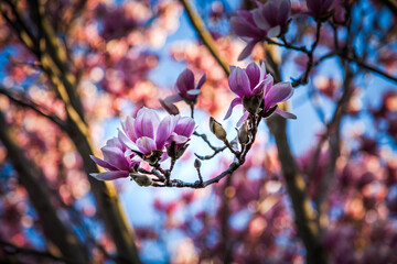 A detailed closeup of vibrant magnolia purple flowers blooming on a tree branch, against a clear blue sky, showcasing the beauty of natures flowering plants