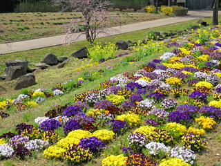 Flower beds planted with viola flowers of various colors