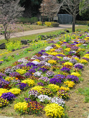 Flower beds planted with viola flowers of various colors