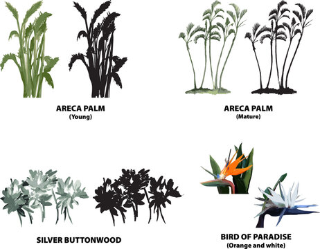 palm trees florida areca silver buttonwood bird of paradise vector tropical florida watercolor illustration