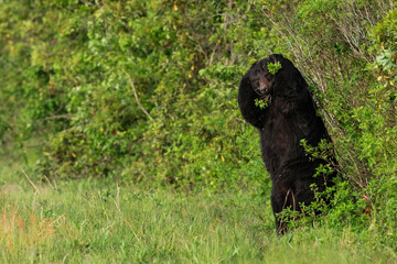 posing black bear
